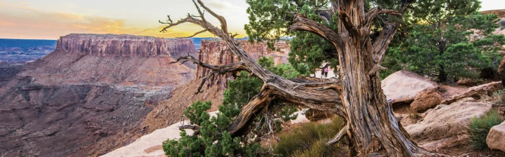 learrn-to-mountain-bike-UTAH-banner